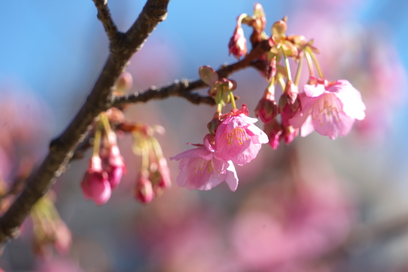 土肥の桜_e0362418_15311115.jpg