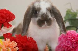 チョコレート色のうさぎ ホーランドロップ格安中 宮城 仙台ペットショップ鈴花