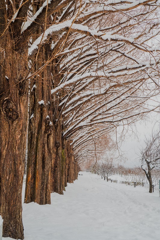 メタセコイヤ並木の雪景色_e0363038_22413398.jpg