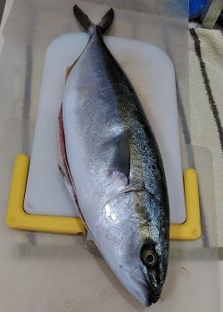 ツバスをさばく うまこの天袋