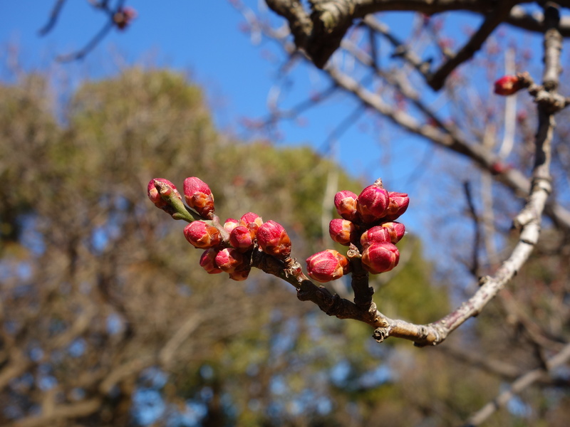 冬の公園_f0291154_091453.jpg