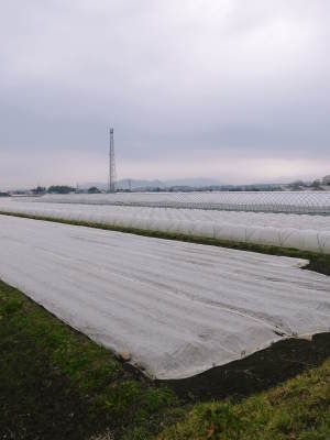有機栽培の水田ごぼう 現在の発芽の様子と水田での栽培ならではのごぼうなんです!(前編)_a0254656_16555863.jpg