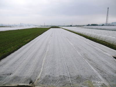 有機栽培の水田ごぼう 現在の発芽の様子と水田での栽培ならではのごぼうなんです!(前編)_a0254656_17030844.jpg