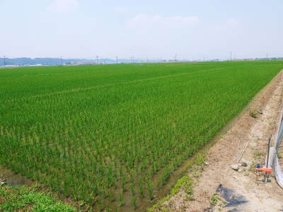 有機栽培の水田ごぼう 現在の発芽の様子と水田での栽培ならではのごぼうなんです!(前編)_a0254656_17211223.jpg