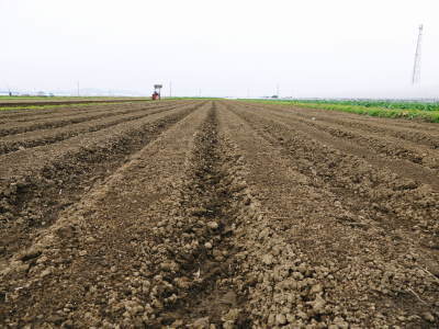 有機栽培の水田ごぼう 現在の発芽の様子と水田での栽培ならではのごぼうなんです!(前編)_a0254656_17270662.jpg
