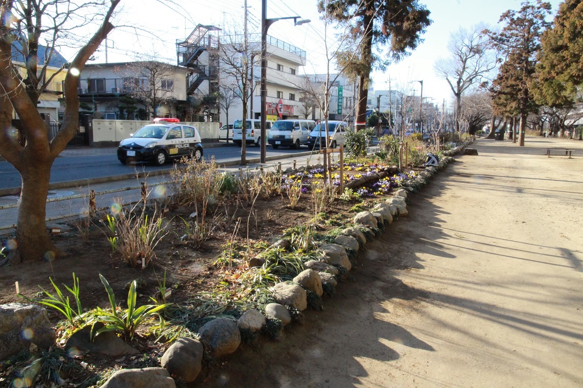 花壇は今。。。　～福岡中央公園～_a0107574_16414641.jpg