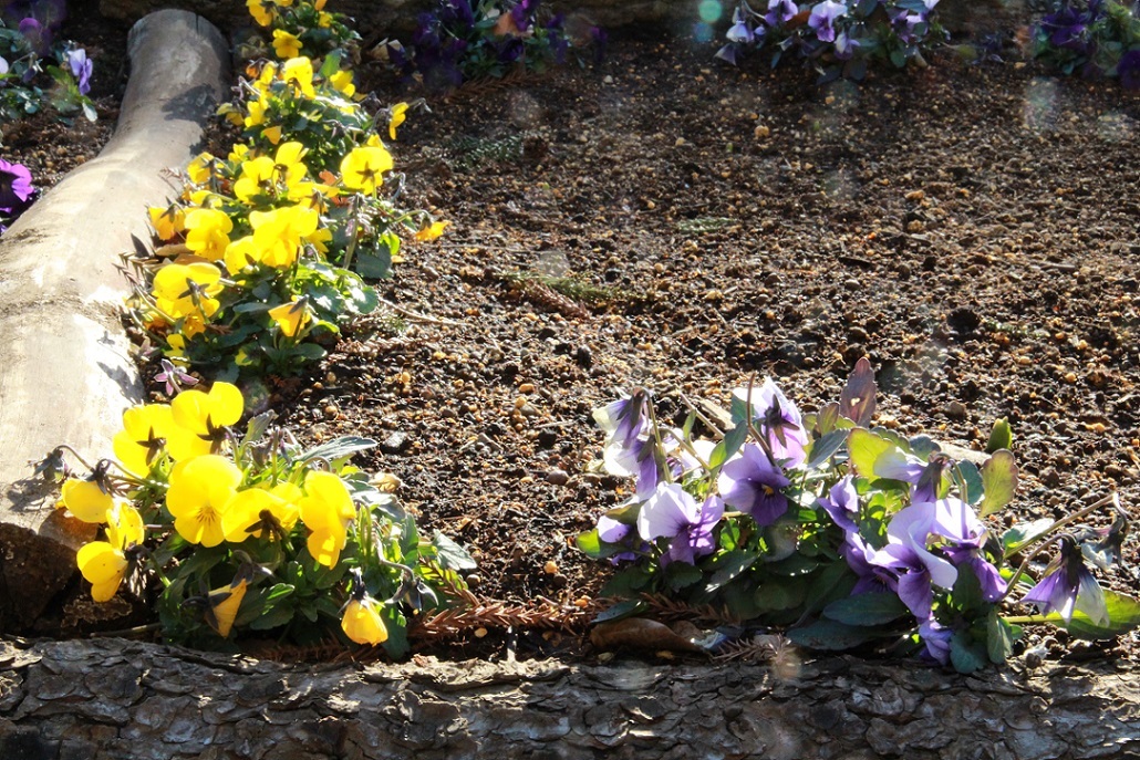 花壇は今。。。　～福岡中央公園～_a0107574_16415558.jpg