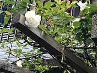 大事なことは大器晩成、早熟は危ういよ!_a0053480_07023248.jpg