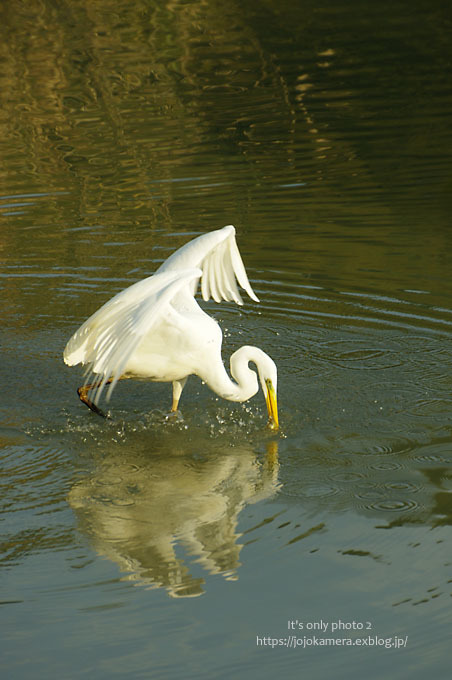 ピアノ池の鳥たち -狩り-_b0391986_17251606.jpg