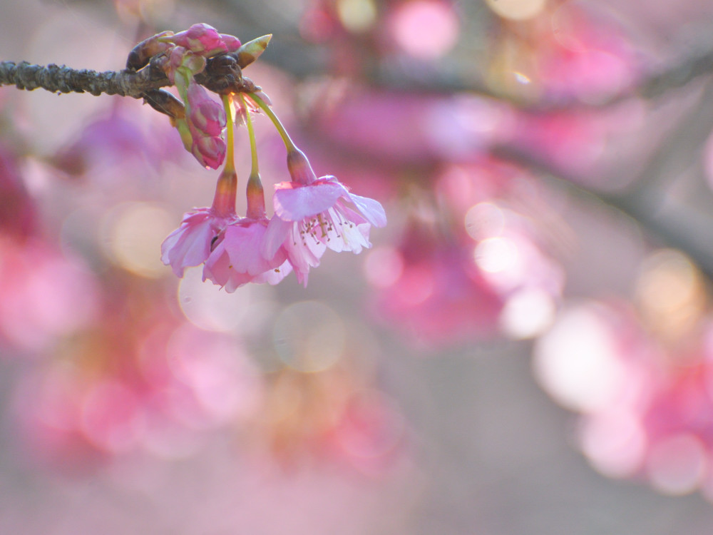 2019　01　14　今日は自転車乗って初めての公園に　のまうまハイランド　河津桜_a0143491_23345685.jpg