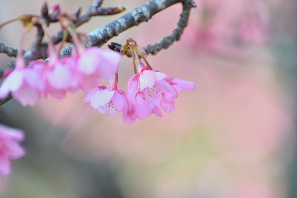 2019　01　14　今日は自転車乗って初めての公園に　のまうまハイランド　河津桜_a0143491_23371063.jpg