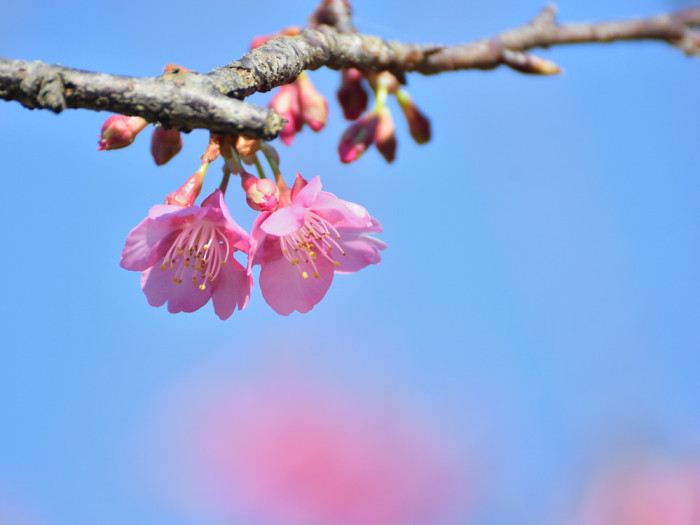 2019　01　14　今日は自転車乗って初めての公園に　のまうまハイランド　河津桜_a0143491_23382658.jpg