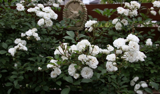 a0123003_17342828.jpg