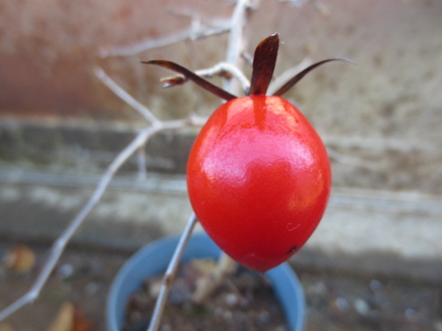 ローヤ柿・老鴉柿・老爺柿・ロウヤガキ : 桐生さんのローヤ柿・老鴉柿