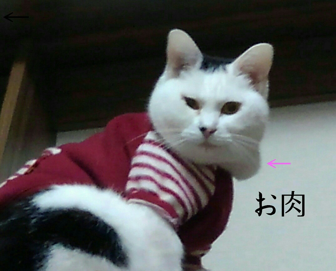 新しい猫。。。_e0338831_12293328.jpg