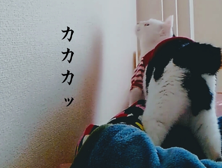 新しい猫。。。_e0338831_12370486.jpg