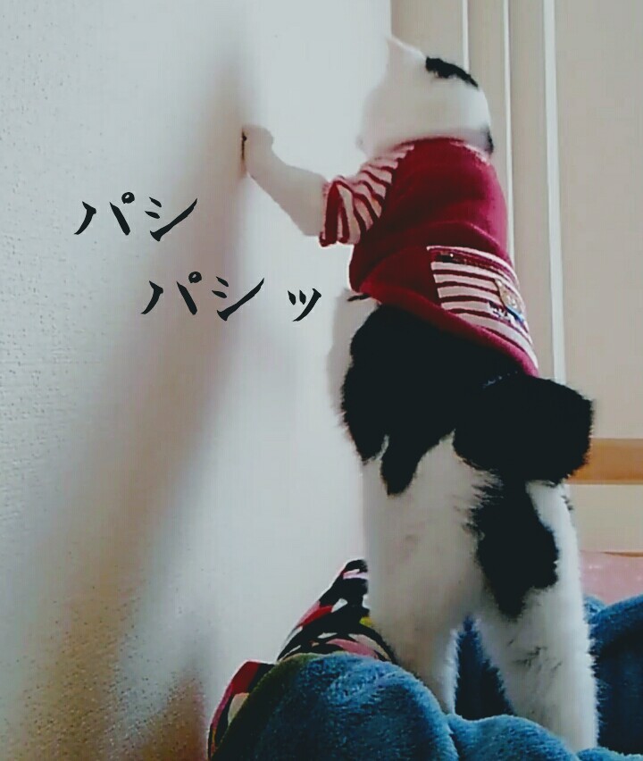 新しい猫。。。_e0338831_12370583.jpg