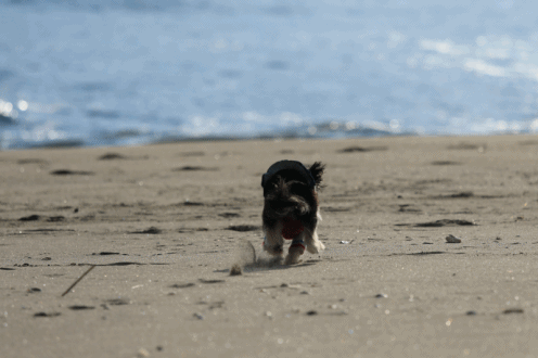 2019・海はじめ♪・Ⅳ (海風のせい)_c0145250_09181899.gif