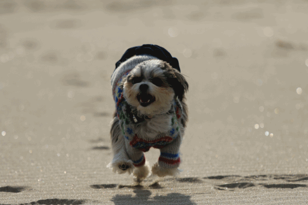 2019・海はじめ♪・Ⅳ (海風のせい)_c0145250_09182779.gif