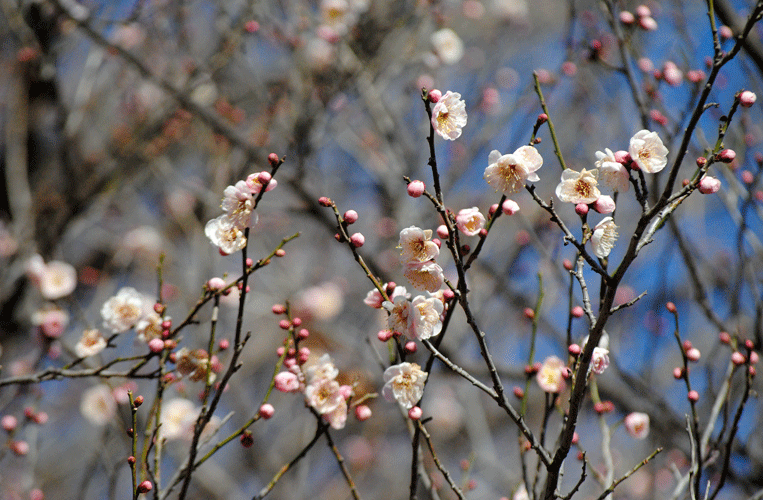 a0001354_23180111.gif