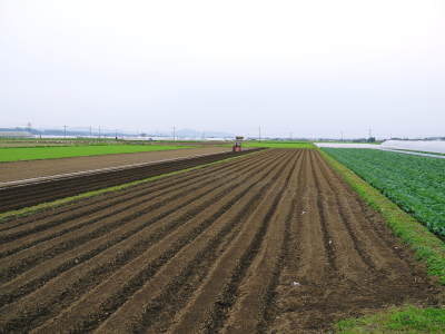 有機栽培の水田ごぼう　現在の発芽の様子と水田での栽培ならではのごぼうなんです！（後編）_a0254656_16362673.jpg