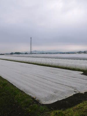 有機栽培の水田ごぼう　現在の発芽の様子と水田での栽培ならではのごぼうなんです！（後編）_a0254656_16572476.jpg