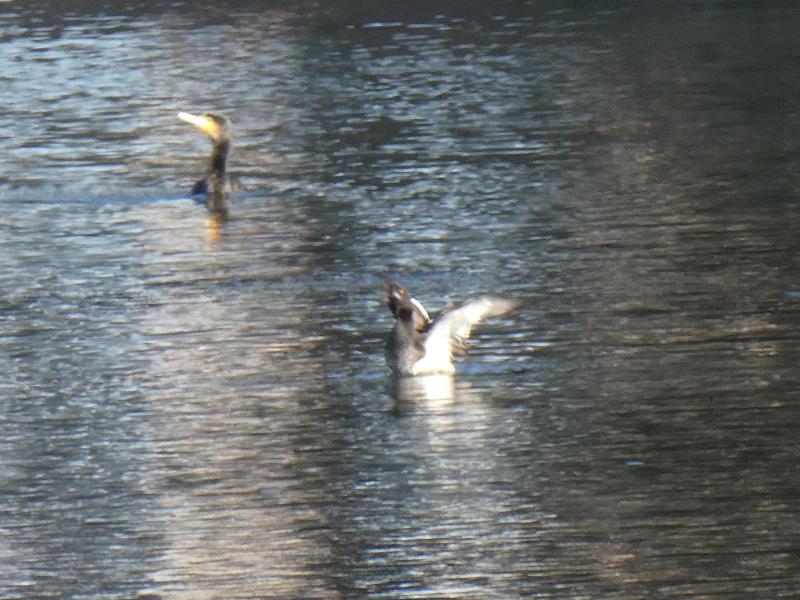 ご陵さん（宇度墓古墳の堀）の水鳥たち_c0108460_15420288.jpg