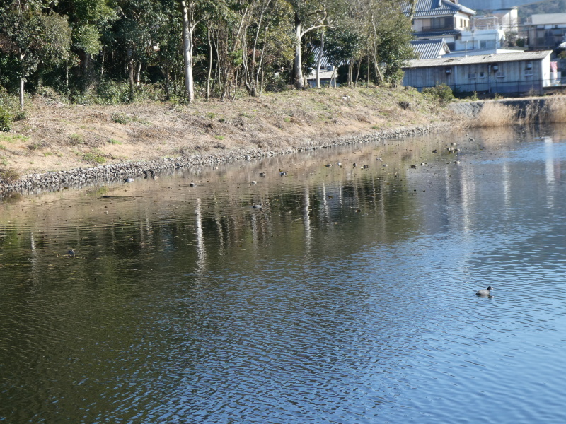 ご陵さん（宇度墓古墳の堀）の水鳥たち_c0108460_15453024.jpg