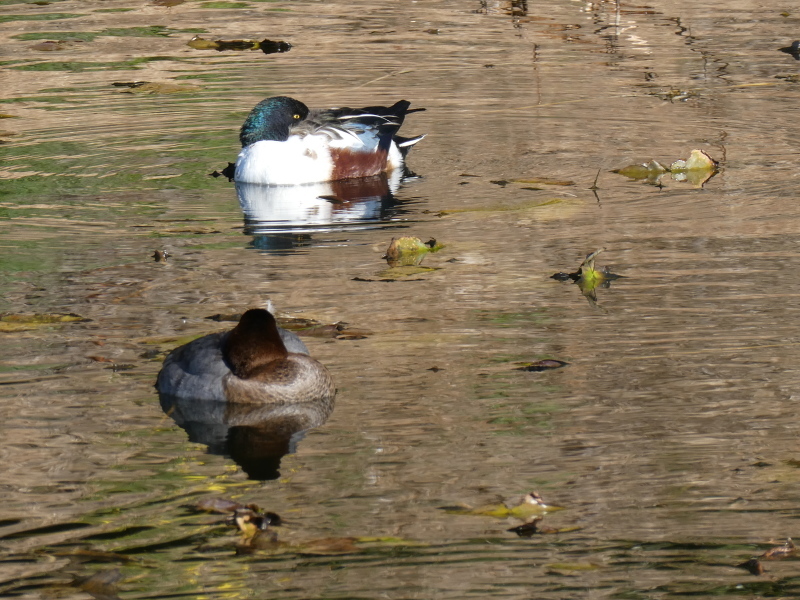 ご陵さん（宇度墓古墳の堀）の水鳥たち_c0108460_15464073.jpg