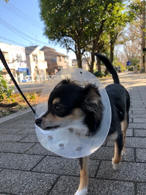 ポーちゃんのお泊り(2019・1・19)_e0367571_19193425.jpg