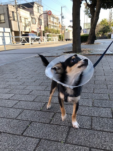 ポーちゃんのお泊り(2019・1・19)_e0367571_19195084.jpg