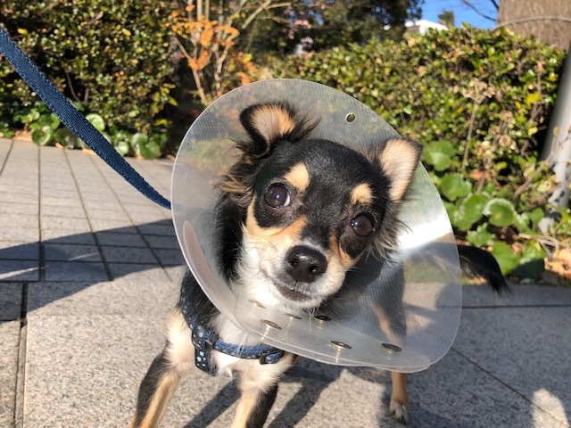 ポーちゃんのお泊り(2019・1・19)_e0367571_19204974.jpg