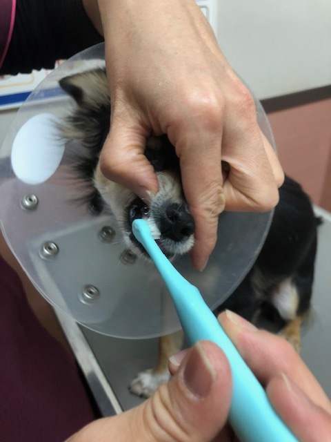 ポーちゃんのお泊り(2019・1・19)_e0367571_19295005.jpg