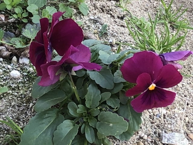 八幡東区の公園の花_b0161073_11455203.jpeg