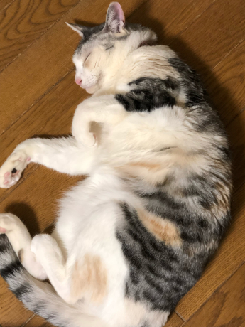 ばーちゃんと猫孫_e0355177_17405313.jpg