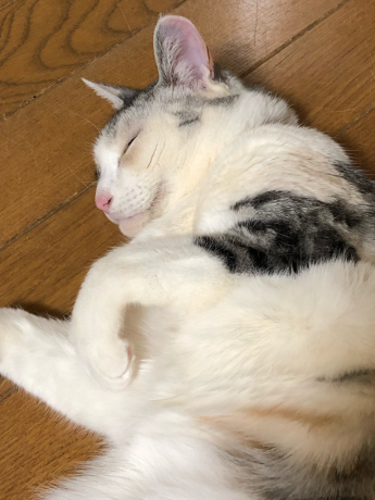 ばーちゃんと猫孫_e0355177_17405502.jpg