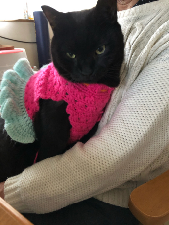 ばーちゃんと猫孫_e0355177_17405777.jpg