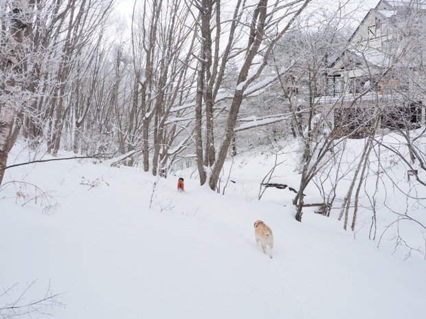 雪の峰の原へ♪（1/16～18）_d0117001_22082306.jpg