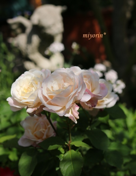つるバラの移植 バラシーズンを思い描きながら Miyorinの秘密のお庭