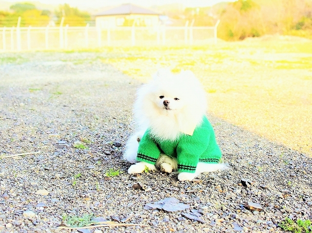 夢はでっかく_d0360206_01020492.jpg