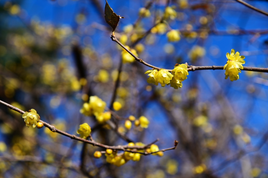 a0263109_10023133.jpg