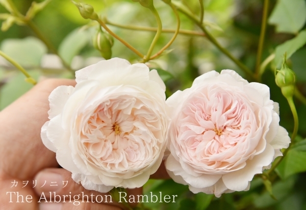 大きなひょうたんランプ♡ドイリーレース 薔薇 ♡シェイドのみ♡訳あり