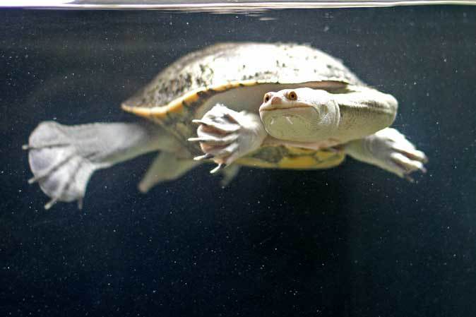 ジーベンロックナガクビガメとオオウナギ 東京タワー水族館 続々 動物園ありマス ジーベンロックナガクビガメとオオウナギ 東京タワー水族館 続々 動物園ありマス