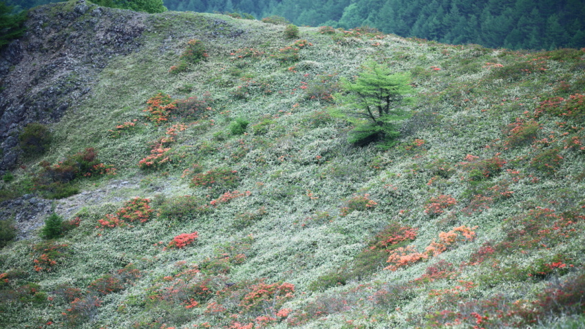 山霧～鉢伏山のレンゲツツジと小梨～_d0349418_20301544.jpg