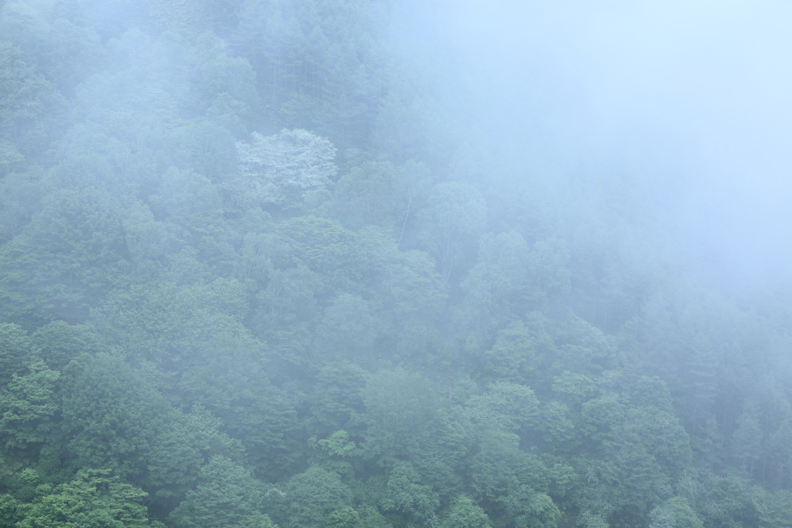 山霧～鉢伏山のレンゲツツジと小梨～_d0349418_20344546.jpg