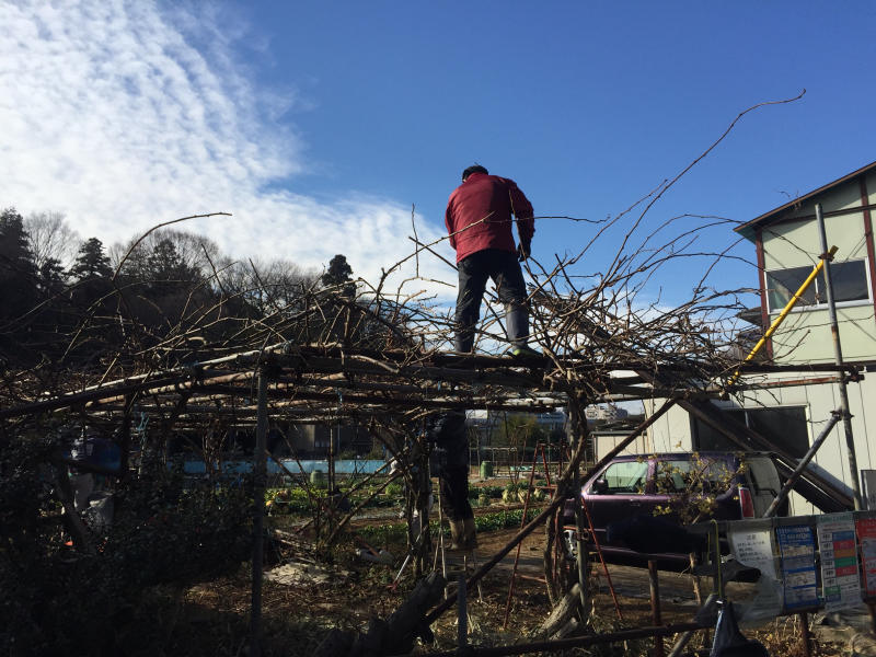 キウイの剪定 さむはら農園 17年から
