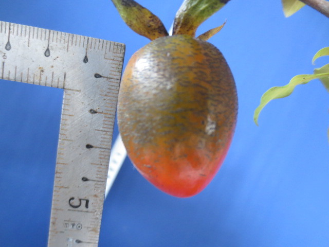e0168531_17351949.jpg