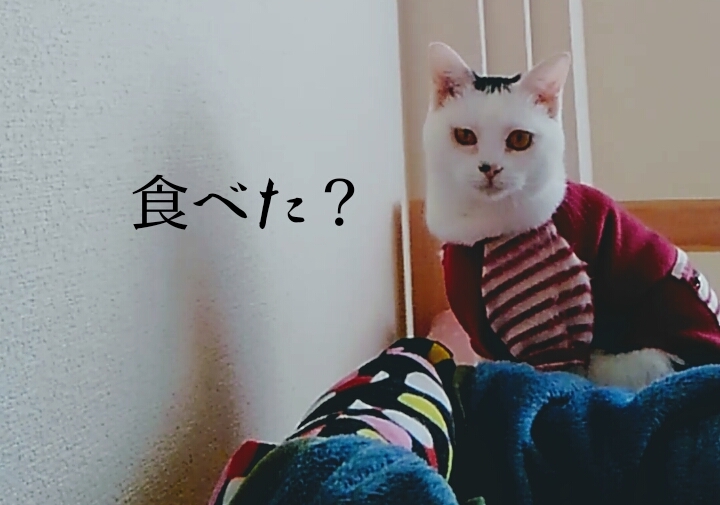 新しい猫。。。_e0338831_00591619.jpg