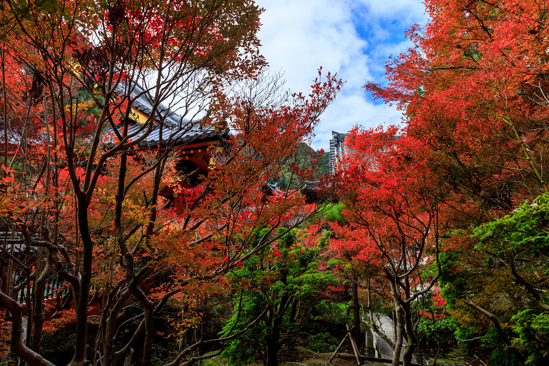 京の紅葉2018　毘沙門堂と山科聖天_f0155048_0184218.jpg