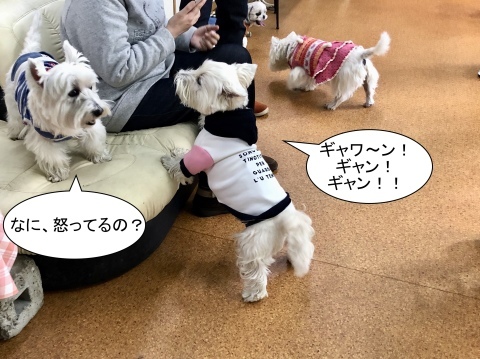 f0363961_15451189.jpeg